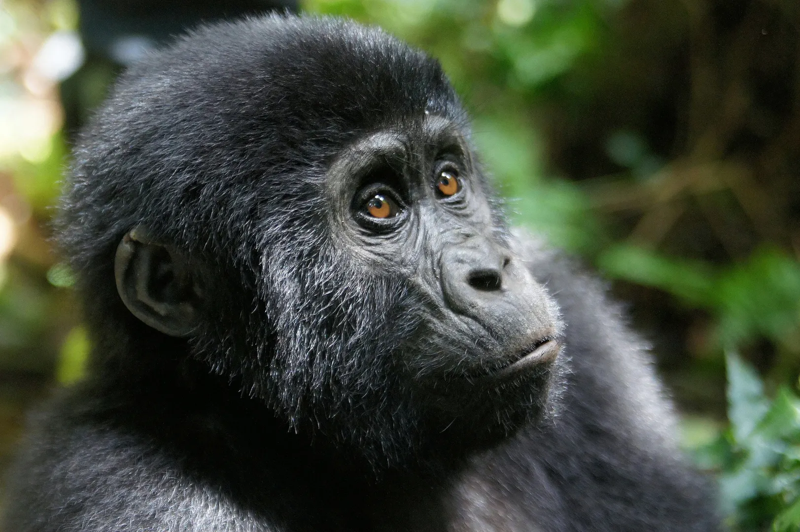 Bwindi Impenetrable Forest