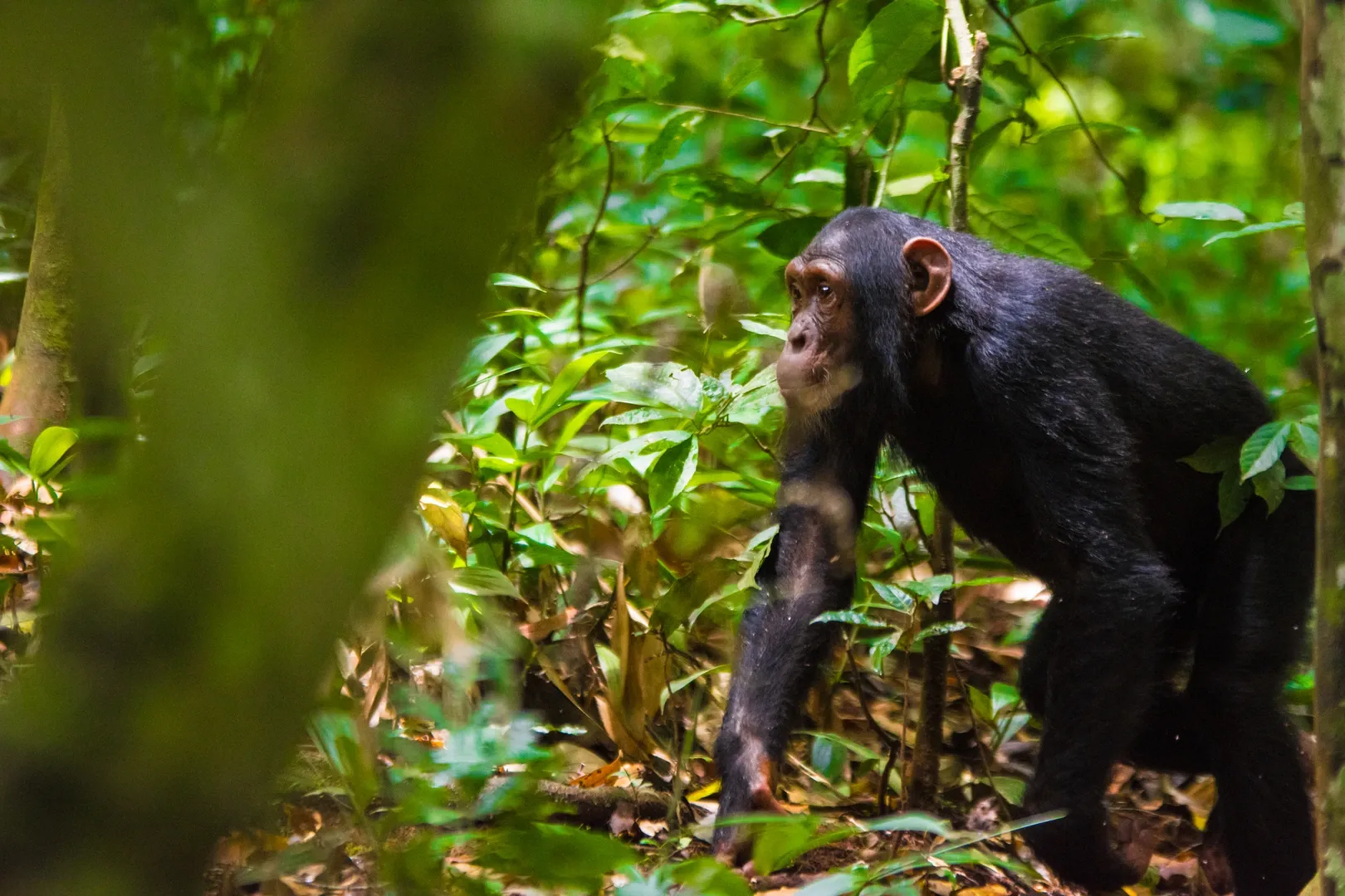 chimpanzee tracking in Uganda