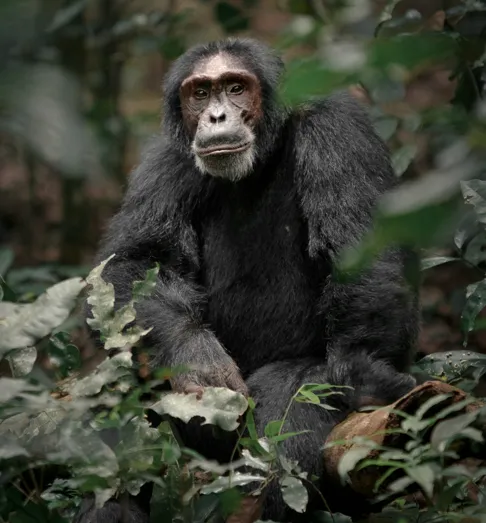 What You Should Know About Chimpanzees