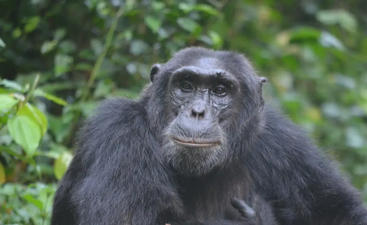 8 Day Chimps Gorillas and Savannah Wildlife