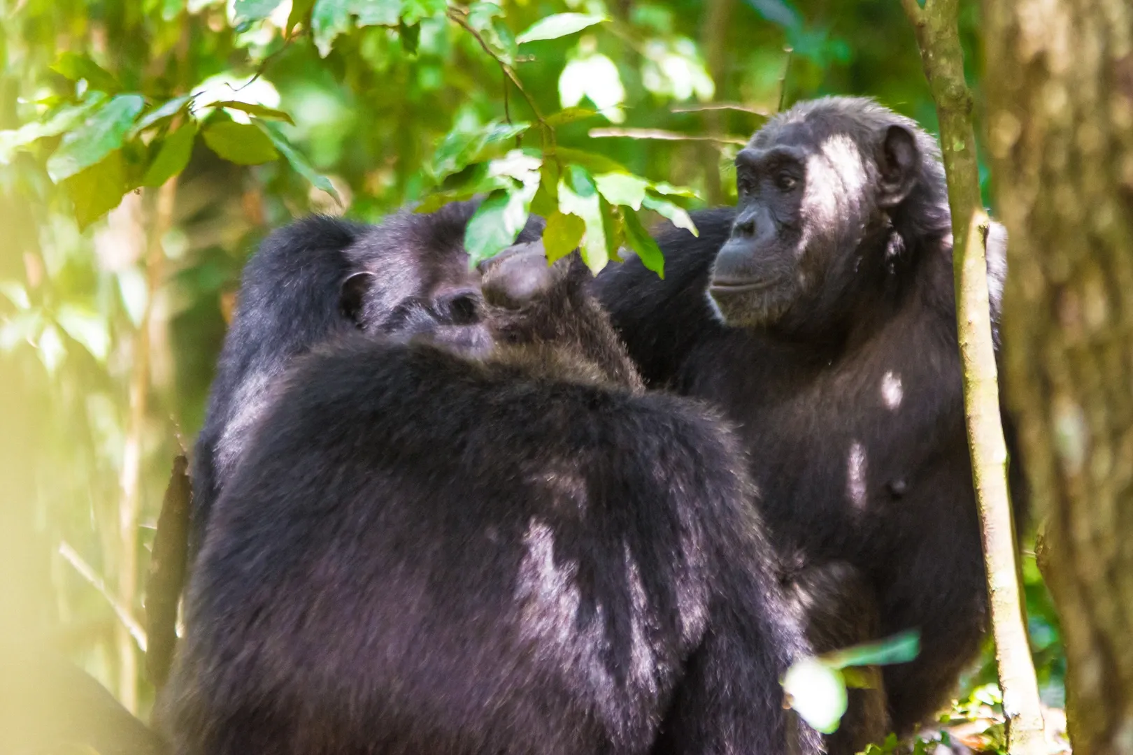 Chimpanzee Trekking