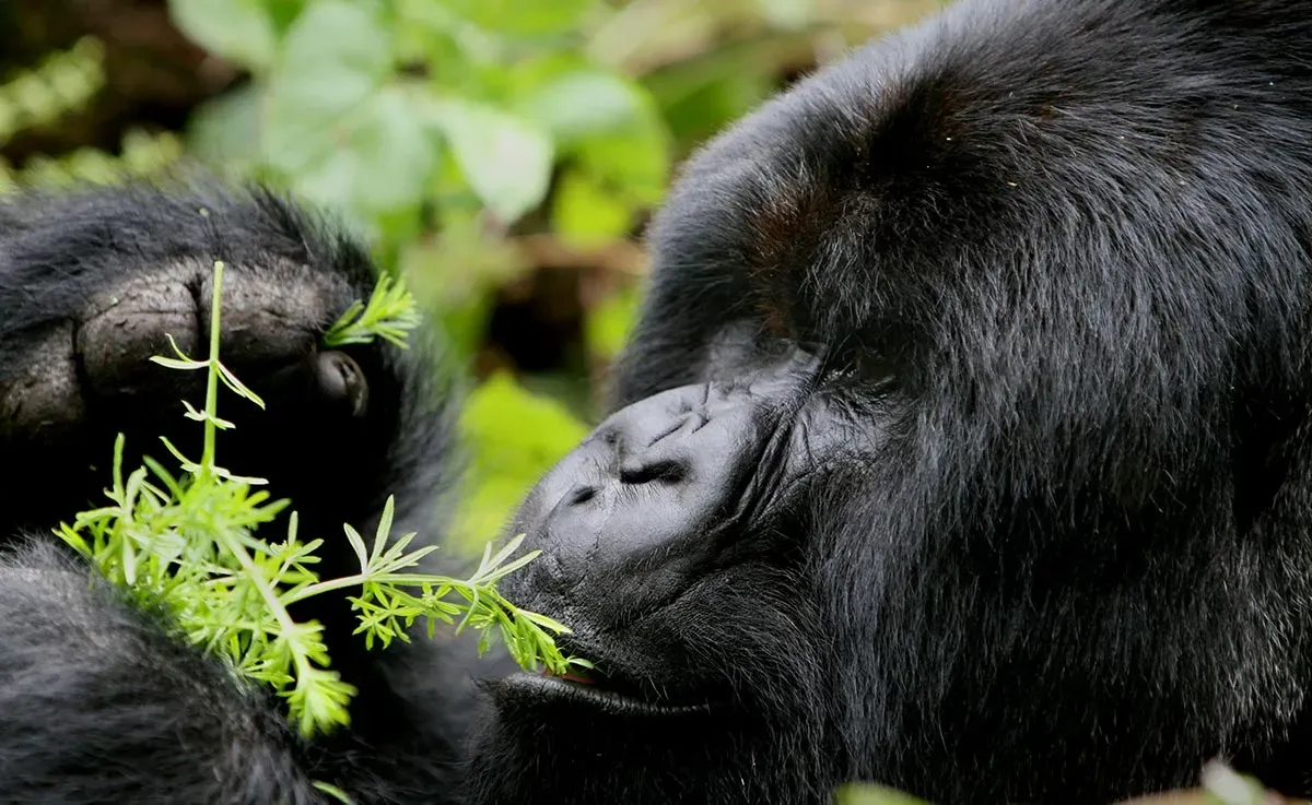 4 Days Gorilla Flying Safari