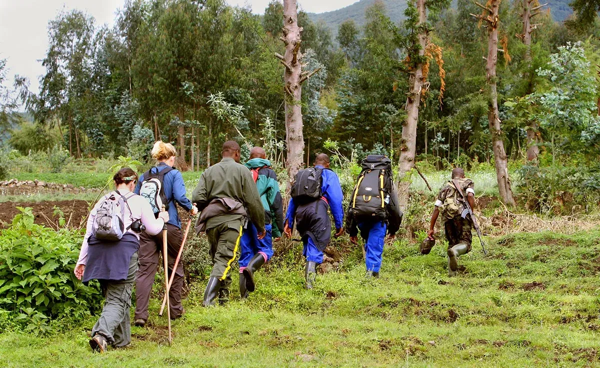 4 Day Uganda Gorilla Habituation Experience Safari