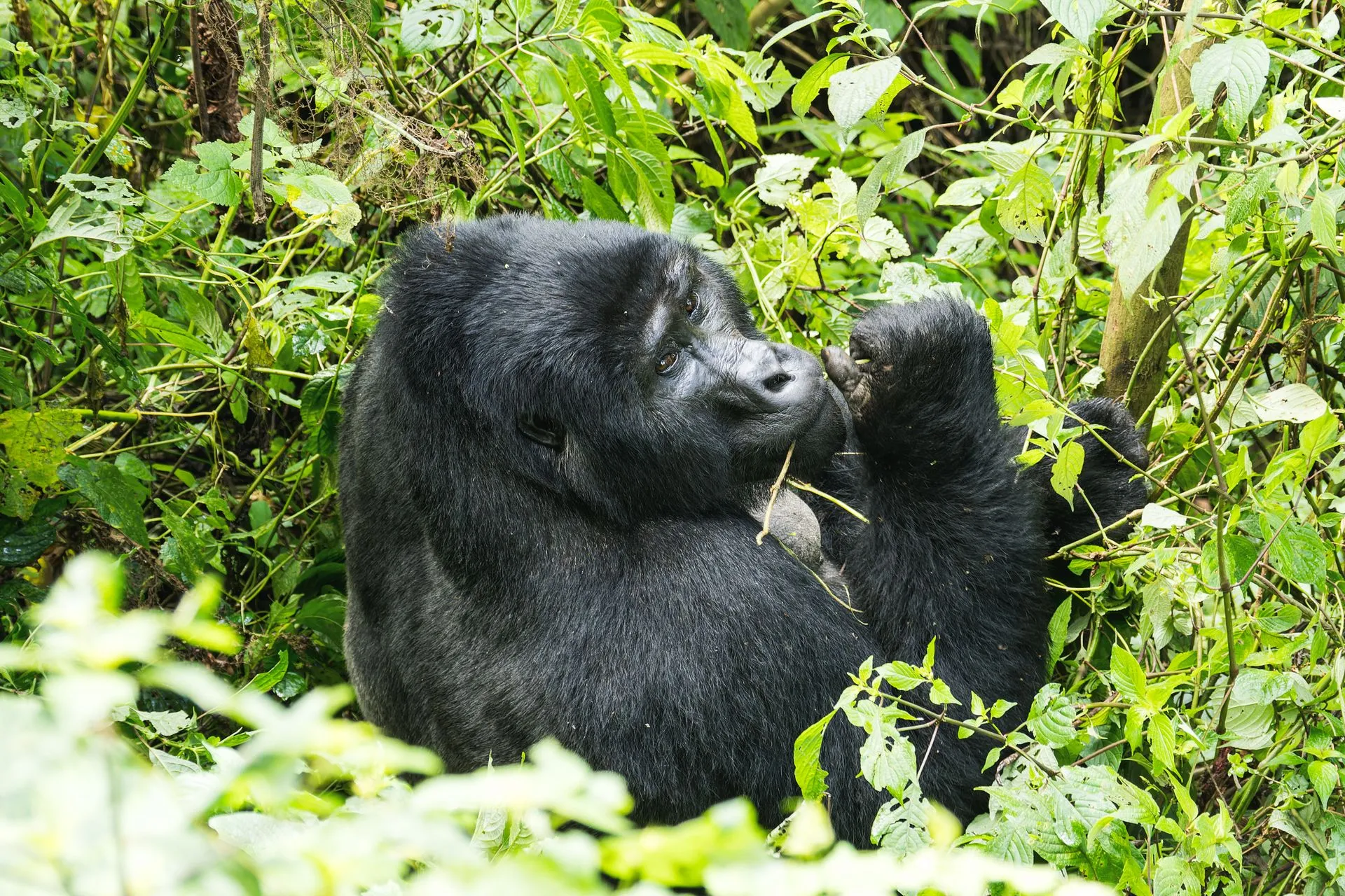 MOUNTAIN GORILLA TREKKING