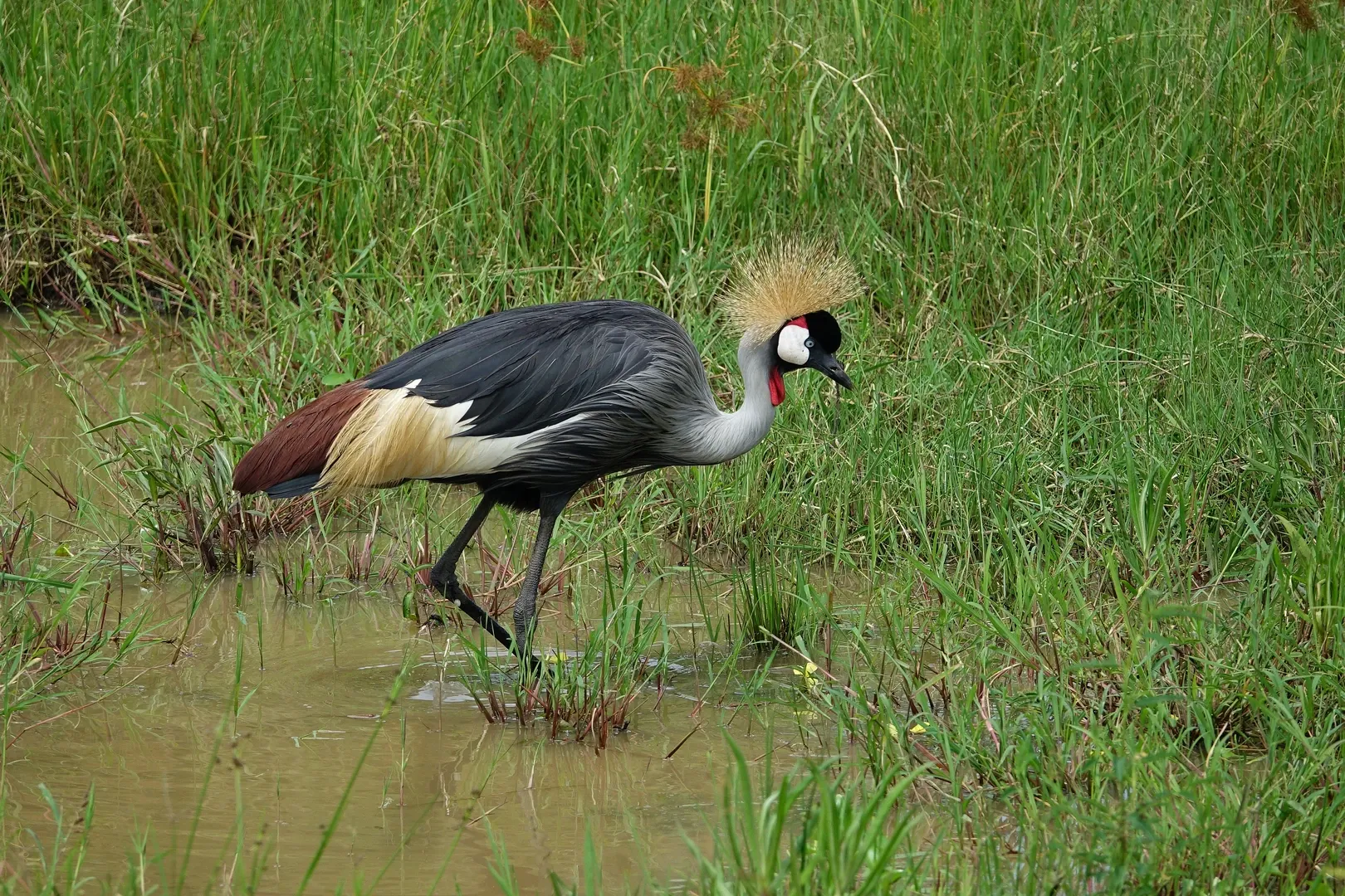 birdwatching in uganda