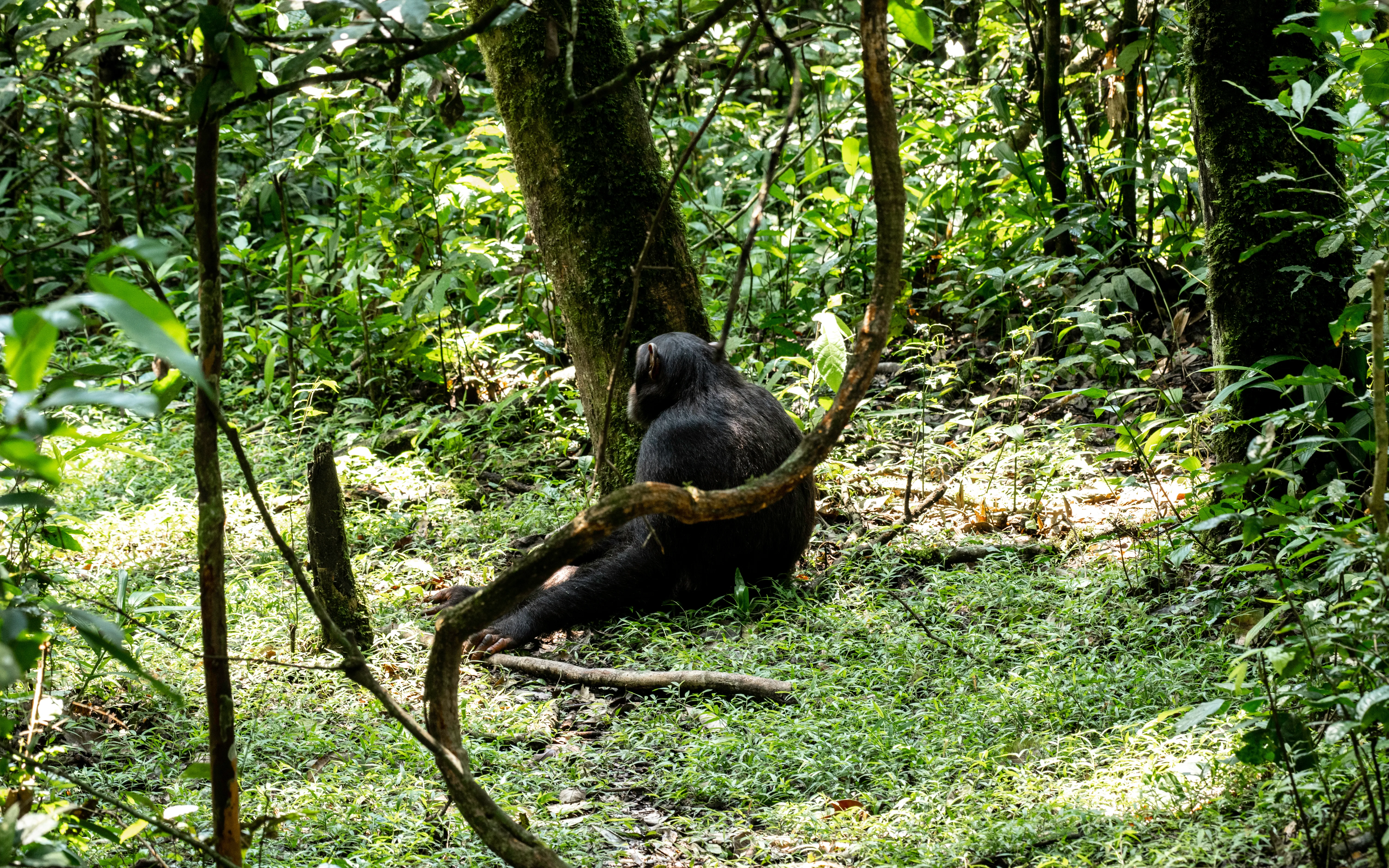 Kibale Forest National Park