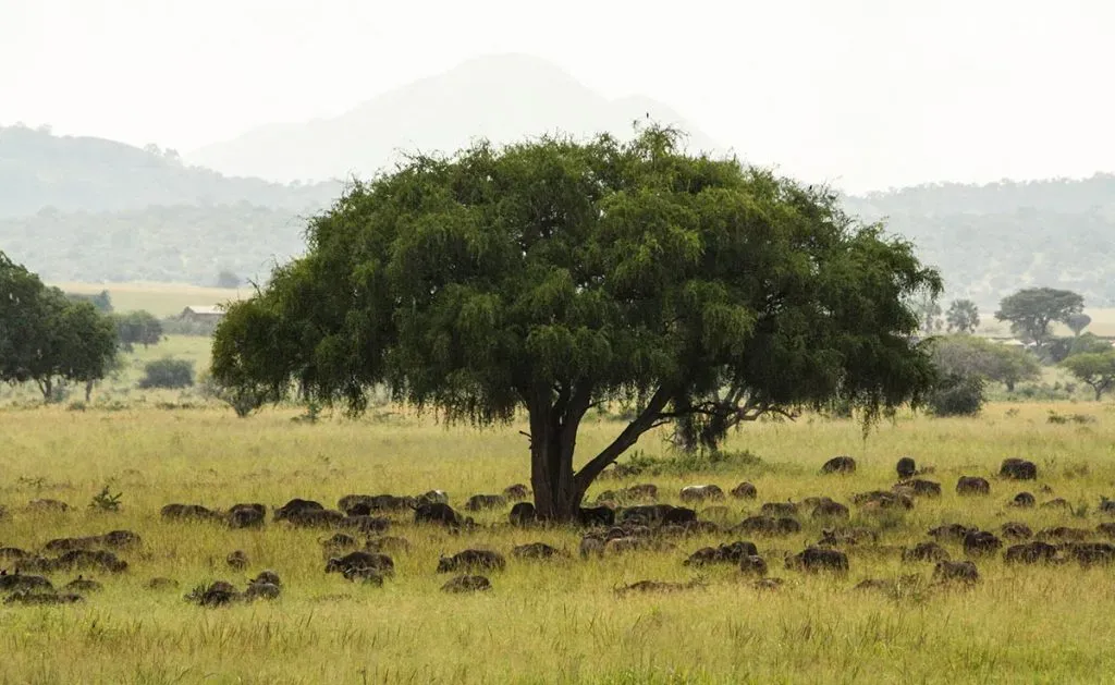 4 Days Kidepo Wildlife Experience