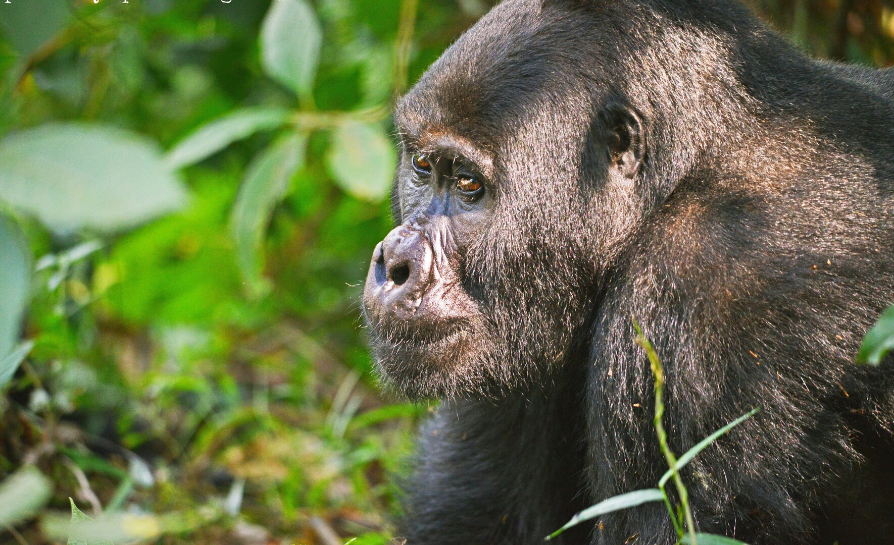 Magnificent Mountain Gorilla in Uganda